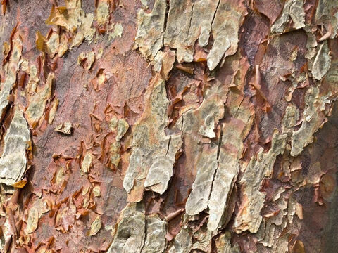 Bark of an exotic tree. – Slide 10