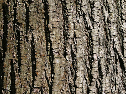 Bark of a sweet chestnut (Castanea) tree. – Slide 11