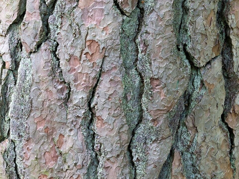 Bark of a Scots pine (Pinus sylvestris) tree. – Slide 13