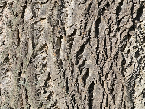 Bark of a Phellodendron tree – Slide 14