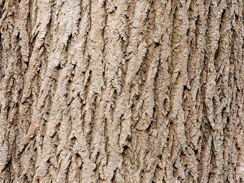 Bark of an ash tree. – Slide 16