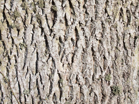 Ash (Fraxinus) tree bark with lichens. – Slide 17