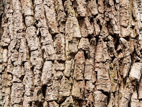 Oak bark texture. – Slide 18