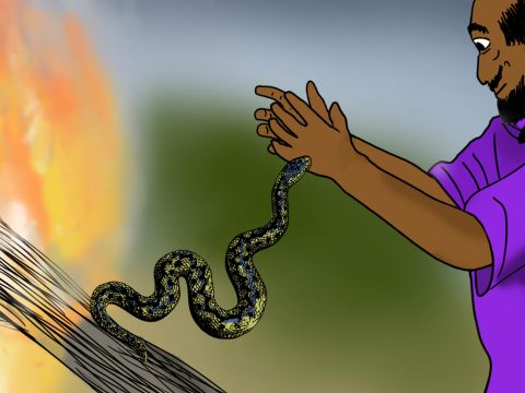 But among the branches there was a snake that didn’t want to be thrown in the fire. When Paul threw the wood into the fire the snake jumped up and bit Paul's hand. – Slide 25