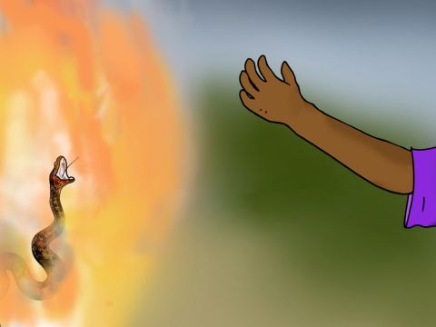 Paul quickly shook the snake off into the fire! – Slide 26
