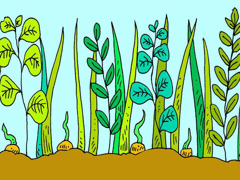 Some seeds fell between weeds. The weeds grew bigger than the new plants and they had no room to grow. – Slide 6