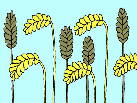 ‘When the useless weeds and the good wheat were fully grown and the wheat was ready to harvest, it was easy to tell the weeds from the wheat. – Slide 6
