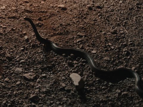 Moses threw it on the ground and it became a snake, and he ran from it. – Slide 10