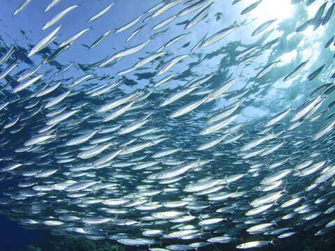 The third type of important fish is the sardine or ‘small fish’ that tends to group together in large shoals. – Slide 6