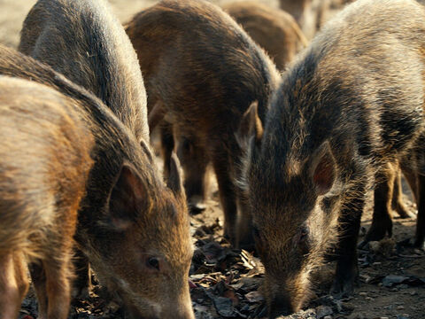 A large herd of pigs was on the nearby hillside. – Slide 9