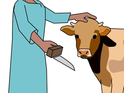 The person making the offering had to put his hand on the animal’s head. It was a symbol of putting that person’s sin on to the animal to be sacrificed. – Slide 3