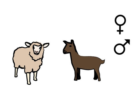A lamb or goat could also be offered. – Slide 9