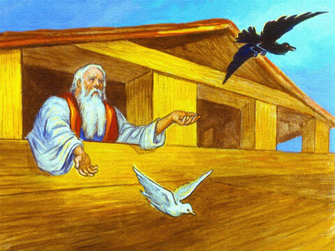 Not long after that Noah sent out a raven and a dove. – Slide 40