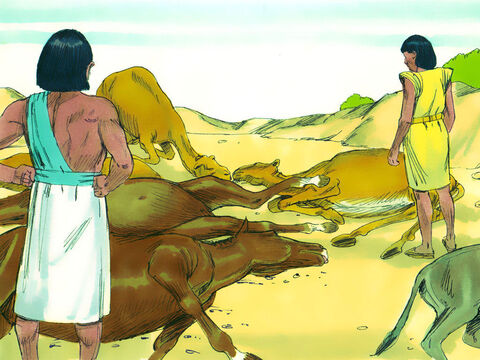 The next day the livestock of the Egyptians died. – Slide 18