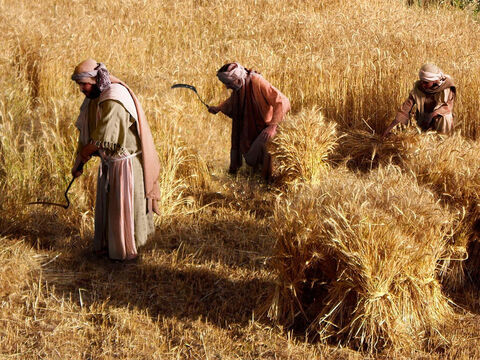With the poisonous weeds gone, the labourers could then harvest the wheat crop. – Slide 14
