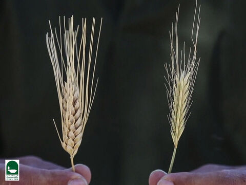 Here is a picture of wheat and tares near harvest time. Can you tell which is which? – Slide 18