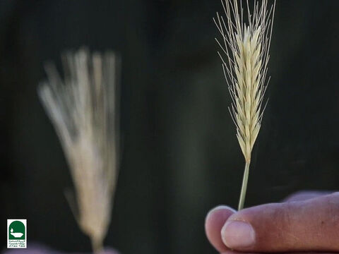This is a tare weed. The spikelets of a mature tare turn edgeways towards the stem whereas the wheat spikelets remain firm and upright. – Slide 19
