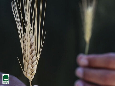 This is wheat. At harvest the ears on the real wheat are so heavy the entire plant droops down. The ears on the tares are lighter, with fewer seeds and the plant grows more upright. The tares grow slightly higher than the wheat. Wheat seeds ripen to a golden brown but tare seeds turn black. – Slide 20