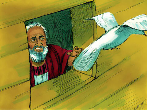 Then he sent out a dove. It flew around looking for land. – Slide 16