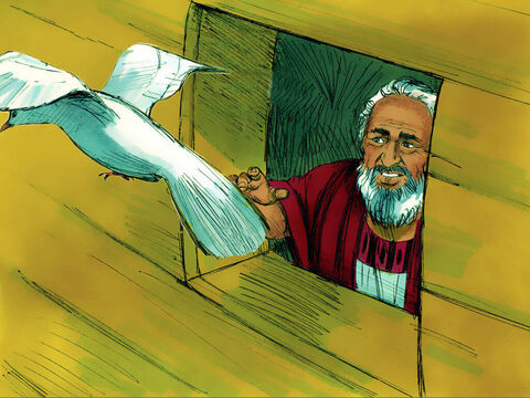 A week later he sent out the dove a third time but it did not return. Noah knew that the dove had found land. – Slide 20