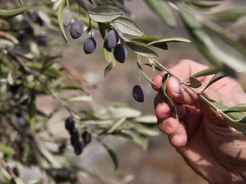 A young olive tree only bears fruit after 7 years and it is 14 years before it gives a mature crop. A tree can yield around 20 gallons of olive oil. – Slide 2