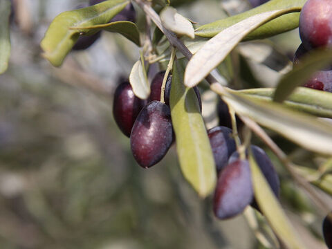 Writers of scripture often speak about the beauty of the olive (Jeremiah11:16, Hosea 14:6, Psalm 52:8). – Slide 3