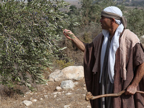 Olives can be harvested by beating the tree with sticks but this damages the tender shoots and restricts their growth the following year. Moses said, ‘When you beat your olive tree don’t go over the boughs again but leave what is left for the orphans and widows (Deuteronomy 24:20). – Slide 5