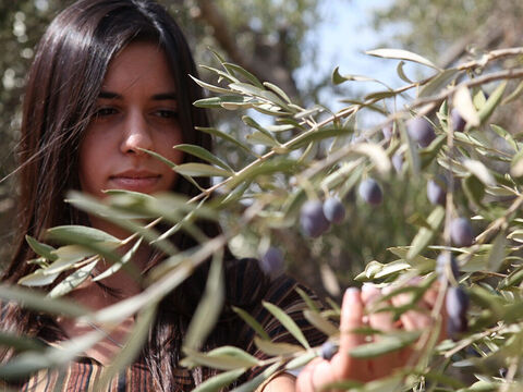 Olives are also hand picked. – Slide 6