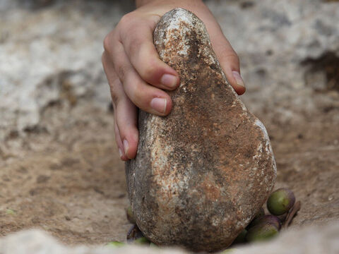 Olives were crushed to get the olive oil. This could be done on a small scale using a stone. – Slide 8