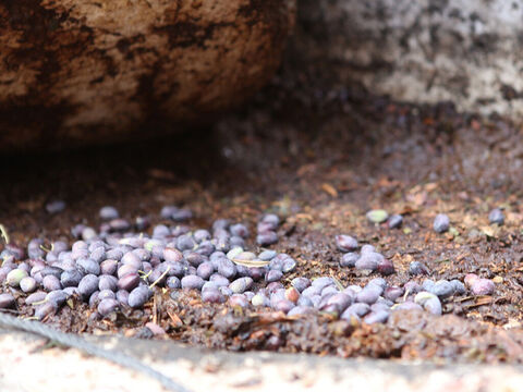 The heavy grinding stone would crush the olives as it was rolled around. – Slide 13