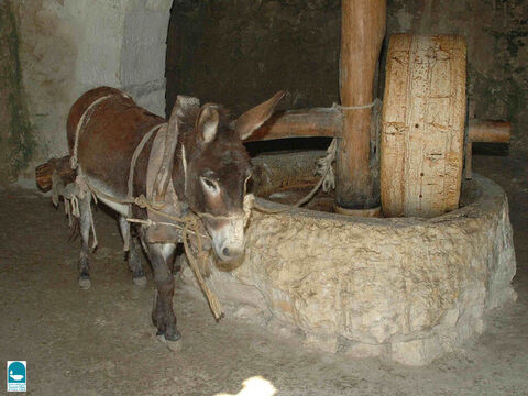 Here a donkey is being used to pull a grinding stone around in Nazareth. – Slide 16