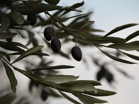 The olive tree has been used as a symbol of peace since the dove Noah sent out returned with an olive leaf (Genesis 8:11). Oil is also symbolically used as a picture of the Holy Spirit. (1 John 2:27). – Slide 30