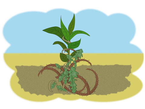 ‘Some seed,’ said Jesus, ‘fell onto better ground and began to grow into a plant but there were lots of thorns and weeds in the soil and soon they began to choke the plant and stopped it from growing.’ – Slide 5
