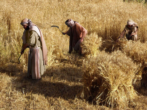 Luke 15 v 11 The father and his two sons working in their fields. – Slide 1
