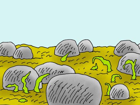 ‘But when the sun rose, the plants dried up because they did not have deep roots.’ – Slide 6