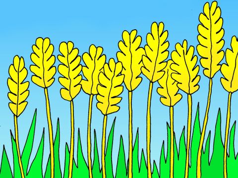 ‘Some other seed fell on good ground where it grew and became grain. Some plants made 100 times more grain. Other plants made 60 times more grain, and some made 30 times more grain.  Let those with ears use them and listen!’ – Slide 8
