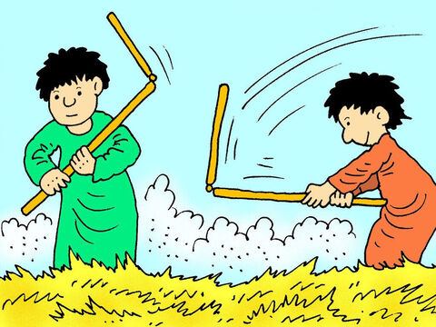 The long stalks have ears of grain. Farmers at that time put the wheat on the ground and used long sticks to thresh the wheat. Threshing involved a lot of trampling, hitting and bashing to remove the grain from the husks and straw. – Slide 3