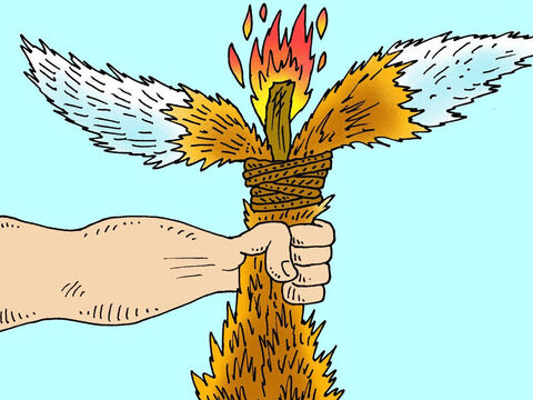 Then he set fire to the torches and turned the foxes loose in the Philistine wheat fields. – Slide 4