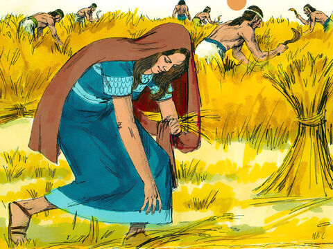 After Naomi and Ruth arrive in Bethlehem they needed food. ‘Let me go into the barley fields to pick up the leftover grain.’ The poor were allowed to pick up grain that the harvesters had left on the ground. ‘Go ahead, my daughter,’ Naomi replied. – Slide 1