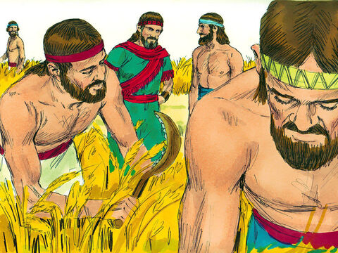 Ruth went into the fields belonging to Boaz. Boaz was a relative of Noami’s dead husband Elimelek. Later Boaz arrived and greeted the harvesters. ‘The Lord be with you.’ The harvesters replied, ‘The Lord bless you.’ – Slide 2