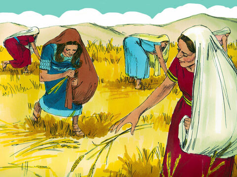 From that point on Ruth continued gathering grain in the fields belonging to Boaz. She stayed close to the other women gathering grain knowing she would be safe. She worked hard in the barley harvest and then in the wheat harvest that followed making sure that Naomi had enough food to eat. – Slide 11