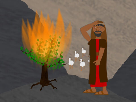 As he was looking after the sheep, Moses saw a flame of fire set a bush alight, but the fire did not destroy the bush. The bush kept burning. Moses went to see this amazing sight and heard the Lord speak to him out of the flames. God told Moses to take off his sandals because the ground he stood on was holy. So Moses obeyed. – Slide 2