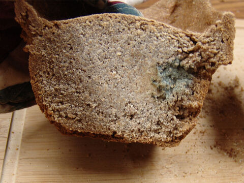 An example of a loaf that has turned moldy as a result of not having pure frankincense to protect it. Shelley suggests, ‘The ‘rims/horns’ on the top of the loaves may well have the purpose of holding the frankincense so it would not roll off the bread.’ – Slide 14