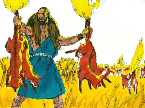 Samson went out and caught 300 foxes. He tied their tails together in pairs, and fastened a torch to each pair of tails. Then he lit the torches and let the foxes run through the grain fields of the Philistines. – Slide 2