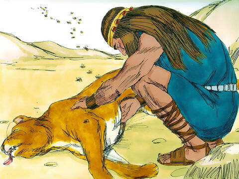 As Samson and his parents were going down to Timnah, a young lion suddenly attacked Samson. The Spirit of the Lord came powerfully upon him, and he ripped the lion’s jaws apart with his bare hands. Later, when he returned to Timnah for the wedding, he turned off the path to look at the carcass of the lion. He found that a swarm of bees had made some honey in the carcass and scooped some of the honey into his hands and ate it. – Slide 14