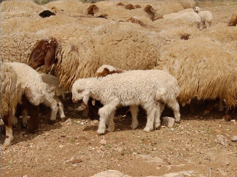 Sheep were a very important part of life in Bible times and the word ‘sheep’ appears over 500 times in the Bible. Job had 14,000 sheep. Moses received over 600,000 sheep when he defeated the Midianites, and at the dedication of the Temple in the time of King Solomon 120,000 sheep and goats were sacrificed. – Slide 1