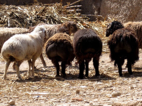 Fat-tailed sheep were the breed most valued (Exodus 29:22). Its tail, which can weigh 15-20 lbs, was considered prime eating. – Slide 2