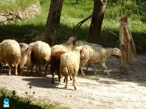 Sheep were very dependent on their shepherd for protection and leading them to good pasture and fresh water. A sheep without a shepherd was in grave danger (Numbers 27:17). – Slide 3
