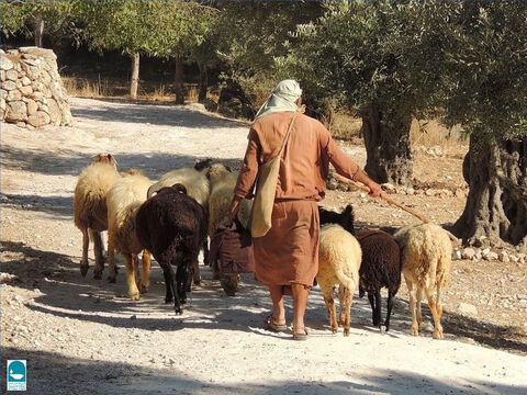 Ezekiel talks about the custom of sheep passing under a shepherd’s rod as he counted them (Ezekiel 20:37). The tenth sheep passing under the rod was tithed for sacrifice (Leviticus 27:22). – Slide 7