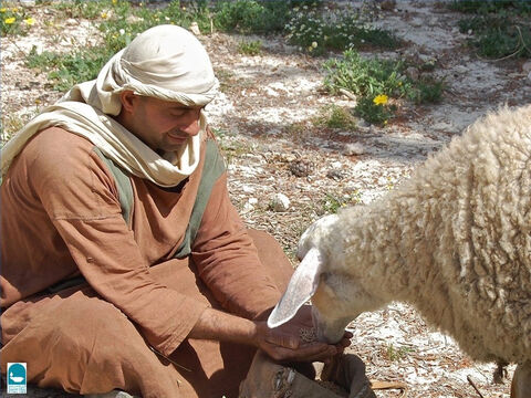 In the late autumn and winter, if the shepherd cannot find pasture, he has to feed the sheep himself. (Isaiah 4011, Micah 7:14). Sometimes shepherds cut down leafy branches for their flocks. – Slide 11